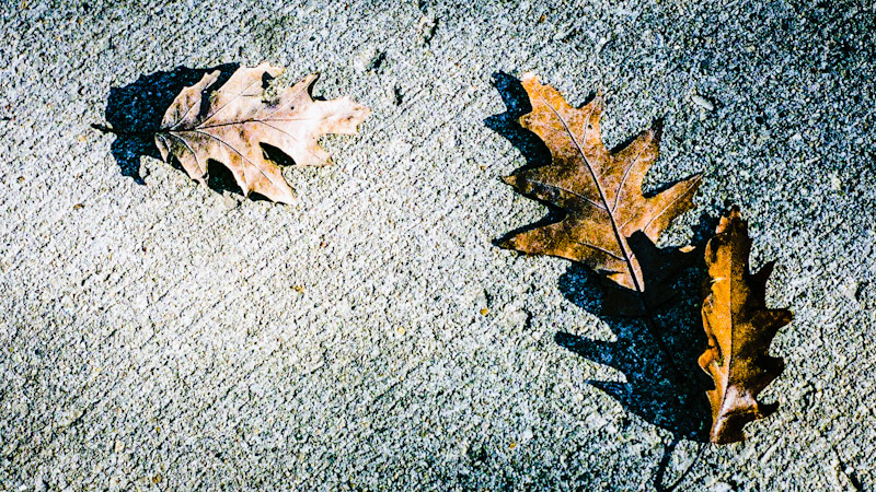 Autumn Leaves
