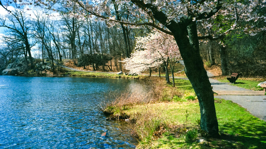 A Hope for Spring Renewal
