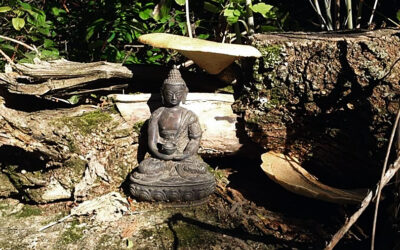 Buddha in the Garden: Remembering Bob Hogg